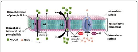 Ssy1p and Ptr3p Are Plasma Membrane Components of a Yeast …