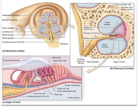 Stämplingsteorin quizlet
