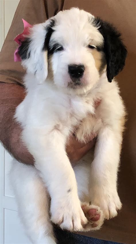 St Bernedoodle Puppies