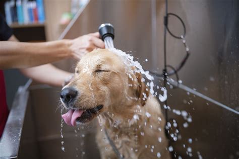 St Thomas Pet Washing & Grooming Find Pet Washing