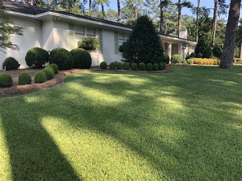 St augustine grass lawn. A sharp blade will help make a cleaner cut. This clean-cut ensures that your grass is healthier. The tall blades of grass will shade the Bermuda and help promote St. Augustine growth while slowing Bermuda growth. Don’t catch your grass clippings but let them fall back onto the grass and eventually into the soil. 