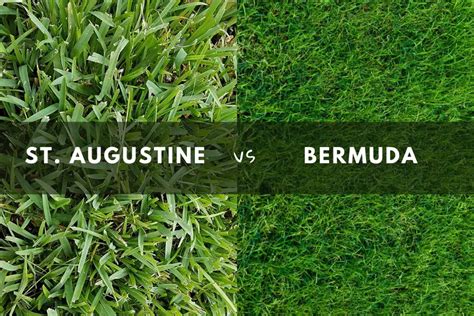 St augustine grass vs bermuda. On the positive side, Bermuda grass and St. Augustine grass have advantages. Bermuda naturally grows with drought tolerance, rapid growth, and the ability to withstand heavy foot traffic, making it ideal for outdoor sports and high-traffic areas. St. Augustine lawns tolerate shade, making it a great option if the answer to. 