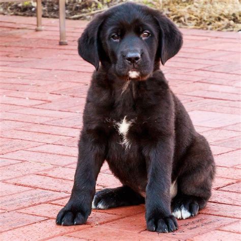 What is a St Bernard Lab Mix? The St Bernard and Labrador mix combines two large, friendly, and gentle dogs. The trend for mixed breeds is relatively modern, and has seen most purebred dogs combined in search of ideal family companions. But, the nature of mixed breed puppies is unpredictable.. 
