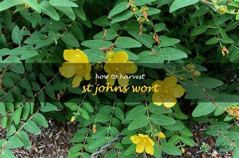 St johns wort a step by step guide. - Briggs and stratton 11 hp engine manual.