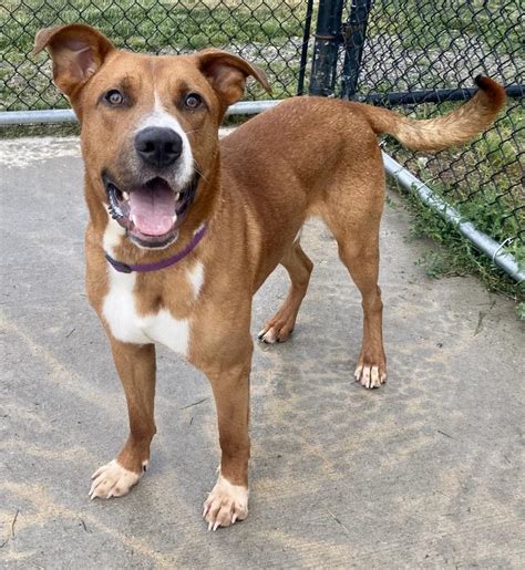 St. Joseph Animal Control and Rescue Adoption Search. Introducing Electra: Your Future Furry Superstar! 🌟 Name: Electra 🐶 Breed: Pitbull Mix 🏡 Adoption Status: ... St. Joseph Animal Control and Rescue 701 Lower Lake Road St. Joseph, MO 64504 Phone: 816-271-4877 Fax: 816-271-5362. 