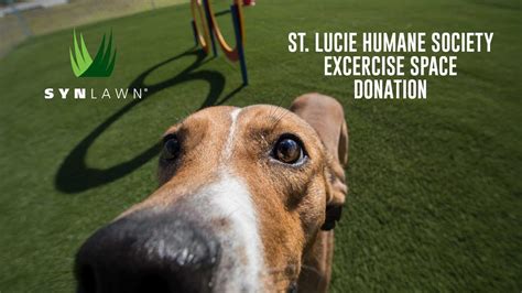 The Humane Society of St. Lucie County is a non-profit organization dedicated to providing compassionate care and safe shelter for homeless animals and education to the community on responsible pet ownership. We are proud to be an official no-kill shelter with the goal of finding good, safe, and loving homes for all of the animals in our care.
