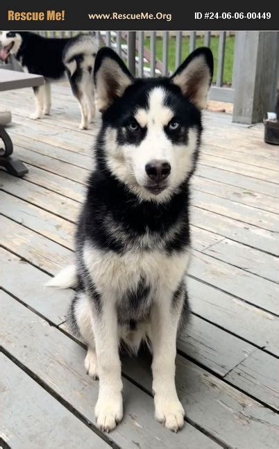 St. Louis, MO - Siberian Husky. Meet Mateo a Pet for Adoption ...