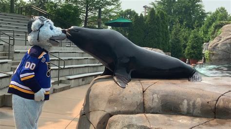 St. Louis Zoo Spring Sea Lion Show begins today