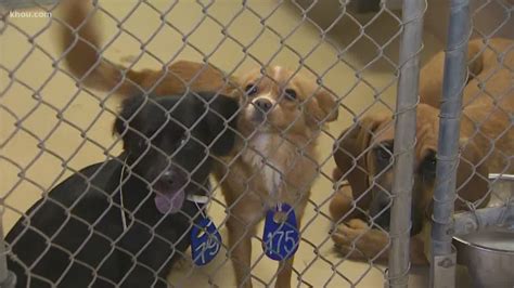 St. Louis area animal shelters are overcrowded, asking for help