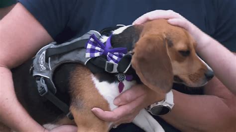 St. Louis beagle families celebrate first anniversary of rescue from breeding facility