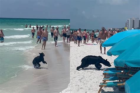 St. Louis family finds black bear in Gulf of Mexico while boogie boarding