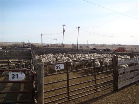 St. Onge-Newell Sheep Yards Auction - Newell, SD