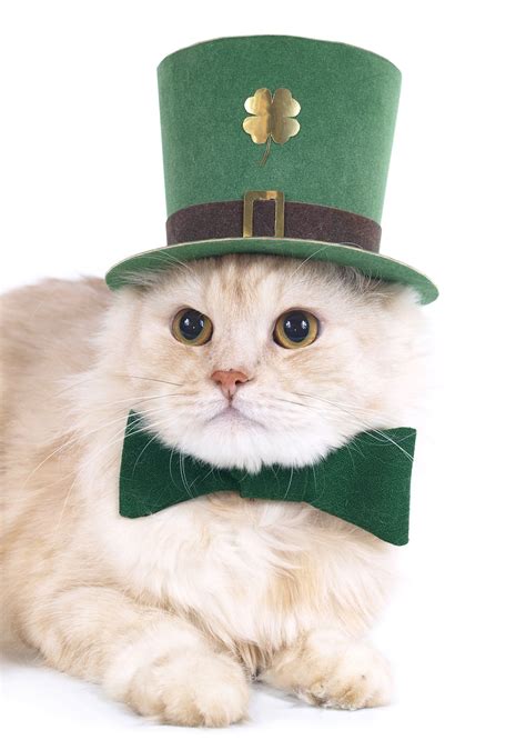 St. Pat's cats? APA! kitties sport green for St. Patrick's Day