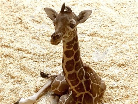 St. Paul’s Como Zoo welcomes latest baby giraffe