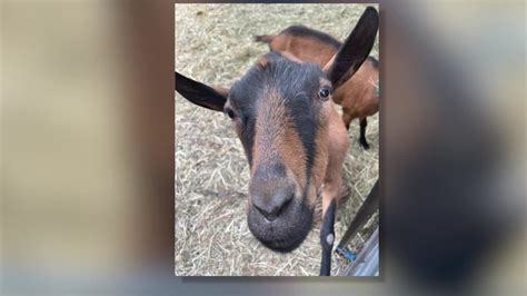 St. Paul school’s beloved pet goat ‘Hazelnut’ is stolen from pen, then found dead Friday