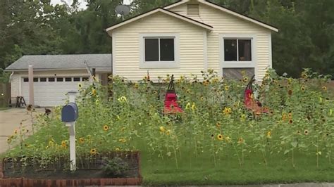 St. Peters man wants county judge to rule on his right to plant sunflowers in his yard