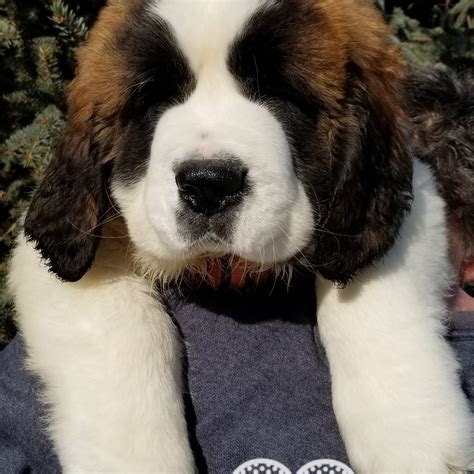 United States » Wisconsin. Dogs and Puppies » Saint Bernard. $1,000. Purebred Saint Bernard Puppies Ready August 14Th. mikenlaurie member 8 months. Athens, Wisconsin. Dogs and Puppies, Saint Bernard. Born June 19th. 5 females and 3 males. ONLY 5 FEMALES LEFT. . 