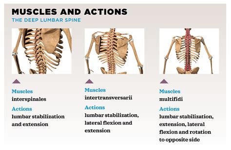 Stabilizer Muscles Used in Exercise and for Balance