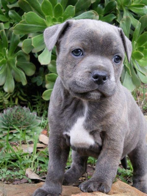 Staffordshire Bulldog Puppies For Sale