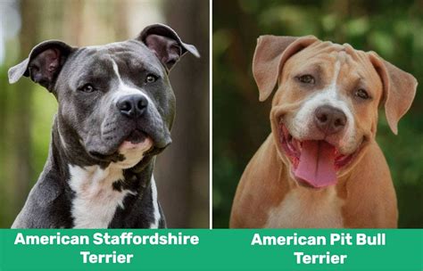 Staffordshire terrier vs pitbull terrier. Things To Know About Staffordshire terrier vs pitbull terrier. 