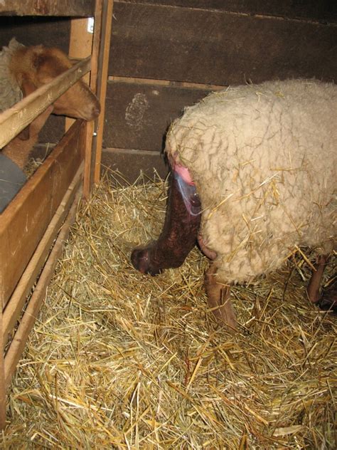 Stages of Lambing (graphic photos) – Updated – Red Rope Farm