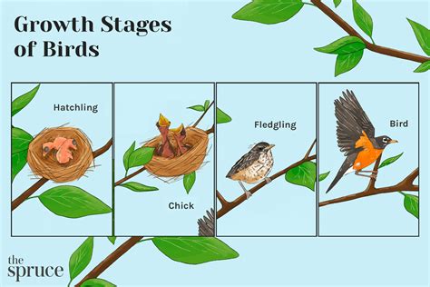 Stages of a Baby Bird - Growth and Maturity - The Spruce