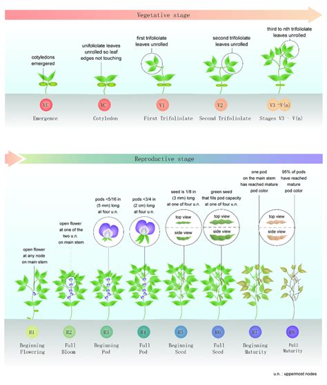 Stages of soybean growth from germination to maturity. Source modified
