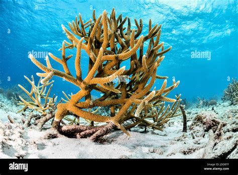 Staghorn Coral Pictures, Images and Stock Photos