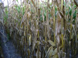 Stalk Rots on Corn Cooperative Extension - University …