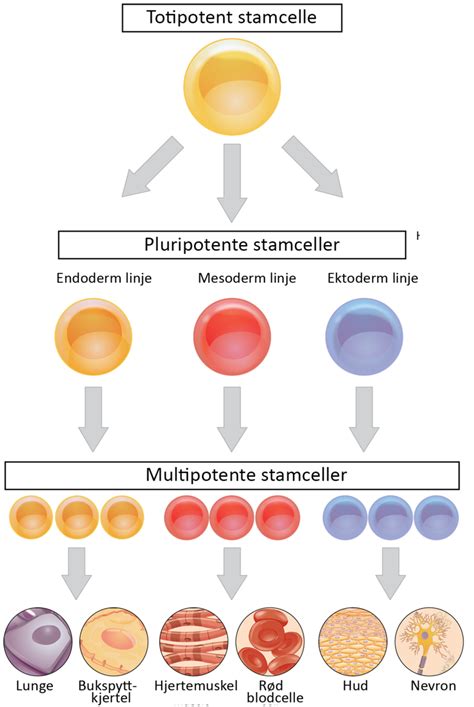 Stamceller nackdelar