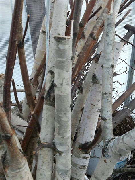 Stand of Birch Trees - Etsy