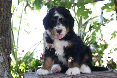 Standard Bernedoodle Puppies For Sale In Washington