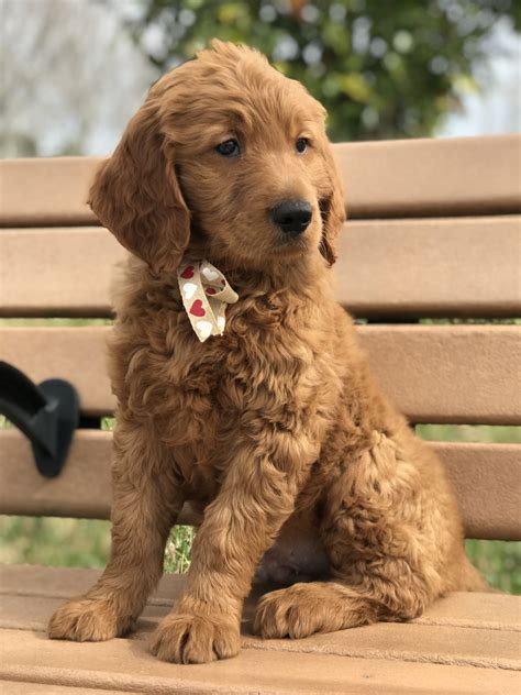 Standard Goldendoodle Puppies For Sale Florida