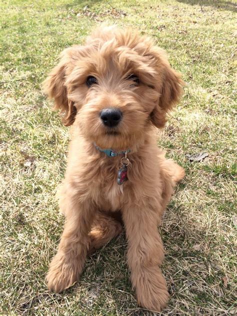 Standard Goldendoodle Puppies For Sale In Michigan