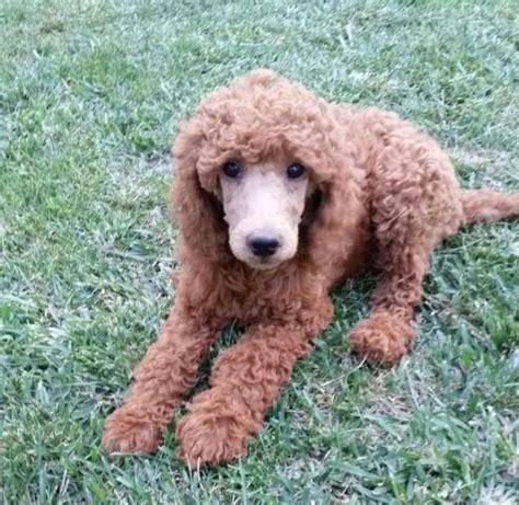 Standard Poodle Puppies California