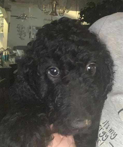 Standard Poodle Puppies For Sale In Houston Texas