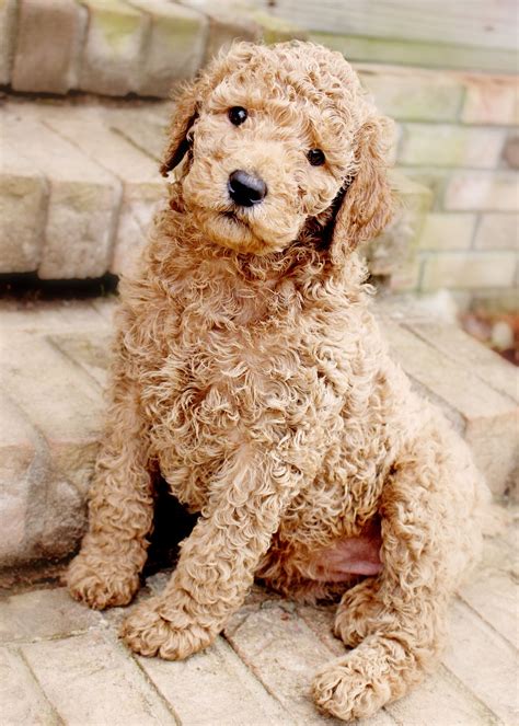 Standard Poodle Puppies Near Me