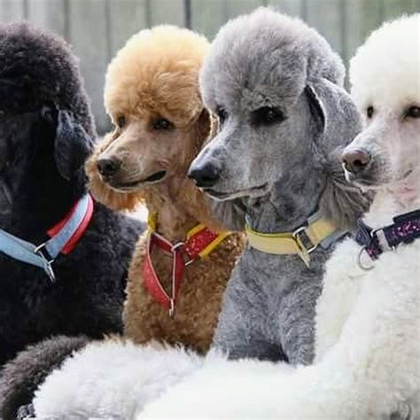 Standard Poodle Puppies Of Baytown Tx
