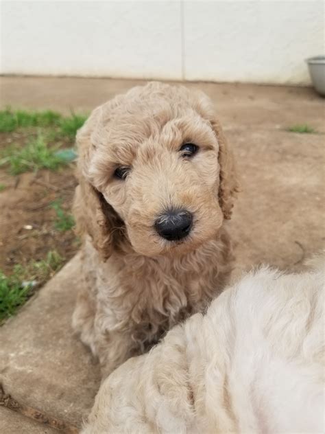 Standard Poodle Puppies Texas