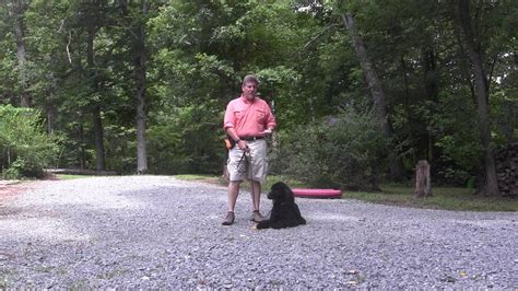 Standard Poodle Puppy Training - Cooper - Winston-Salem NC