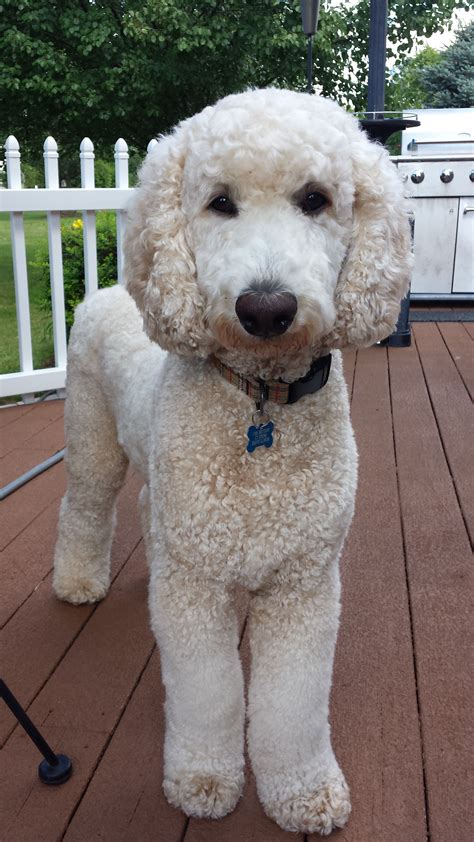 Standard Poodle With Puppy Cut