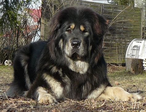 Standard Tibetan mastiff kennel Bod Khyi - Hemsida24