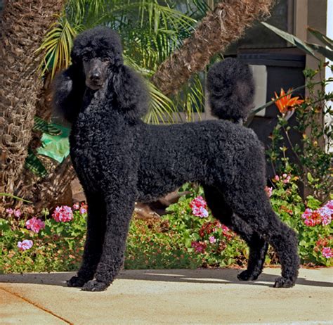 Standard poodle breeders near me. Things To Know About Standard poodle breeders near me. 