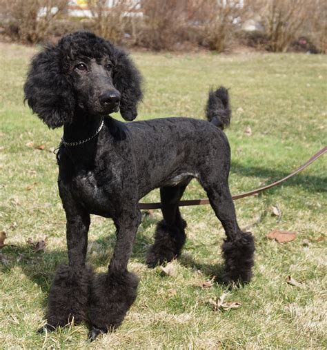 Standard poodle for sale near me. Puppies are raised in homes where initial training is begun. Mount Bethel Poodles is committed to our puppies for the duration of their lives. I am Darcy Kallus. Together with my three sisters we are raising superb quality standard poodles in New Jersey, Tennessee, and Kentucky. 