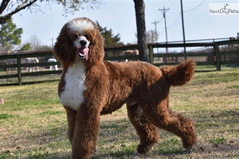 Standard poodle texas. 5 puppies available. 3 verified stories. We begin with quality tested breeding Goldens Championship pedigrees in their lines are our way of remaining true to breed. 4 pickup & drop-off options. Request info. McEnery Standard Poodles. 37 miles away from Spring, TX. Ruby, Mom. Dash, Mom. 