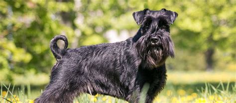 Prices may vary based on the breeder and individual puppy for sale in Southington, CT. On Good Dog, Giant Schnauzer puppies in Southington, CT range in price from $2,500 to $3,000. We recommend speaking directly with your breeder to get a better idea of their price range. ….. 