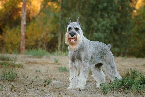 Standard schnauzer colors.  The American Kennel Club standard recognizes only...