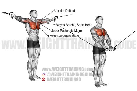 Standing High to Low Cable Fly Video Exercise Guide - Muscle …