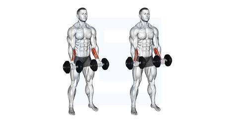 Standing wrist curls. gl/X8HeL54 DAY SPLIT Muscle Building 12 Week Program: http:/...