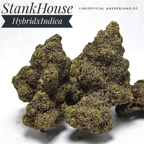 Stank house strain review. Why write a strain review? Help other patients find trustworthy strains and get a sense of how a particular strain might help them. A great way to share information, contribute to collective knowledge and giving back to the cannabis community. A great review should include flavor, aroma, effect, and helpful health ailments. 